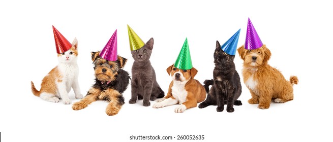 A large group of young kittens and puppies together wearing colorful party hats - Powered by Shutterstock