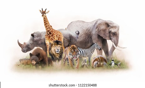 Large Group Of Zoo Animals Together Isolated On White