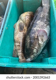 Large Grouper In Malaysia Wet Market 