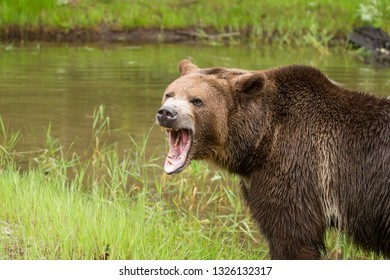 507 Bear snarl Images, Stock Photos & Vectors | Shutterstock