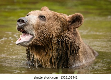 305 Bear Snarl Stock Photos, Images & Photography | Shutterstock