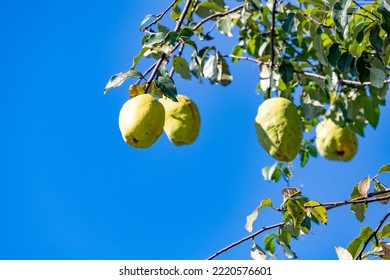 Large Grown Chinese Quince Fruit