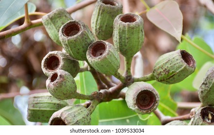 Large Gum Nuts After Flowering On An Australian Native Eucalyptus Tree - Dunlop's Bloodwood (Corymbia Dunlopiana)