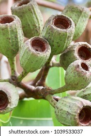 Large Gum Nuts After Flowering On An Australian Native Eucalyptus Tree - Dunlop's Bloodwood (Corymbia Dunlopiana)