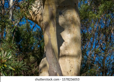 gumtree bark images stock photos vectors shutterstock kitchen island with glass doors