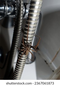 A large hairy brown house spider (giant house spider) climbing up the shower hose in the bathroom.  Indoor wildlife.  September 2017. - Shutterstock ID 2367061873