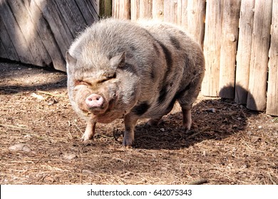 Large hairy pig with pink nose standing by the wooden wall