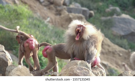 Large hamadryas old world male baboon yawning and showing his teeth as a dominating or threatening gesture