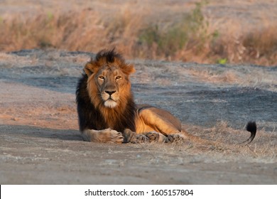 Large, Handsome  Male Asiatic Lion Rest In Gir, Gujarat, India 