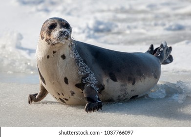 A large harp seal lays on an ice pan with its face and body covered in snow. The seal has two sets of flippers and the claws are on the ice. The seal has its head up and is looking sideways.