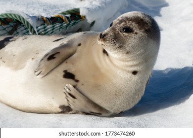 2,313 Harp Seal Images, Stock Photos & Vectors | Shutterstock