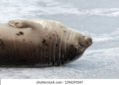 A large harp seal, saddleback, lies on its back with its wrinkles of tan and brown fur on an ice pan. The adult mammal has large whiskers, earless, snow on its snout, smiling and its eyes are closed. 