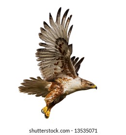 Large Hawk in flight isolated on a white background
