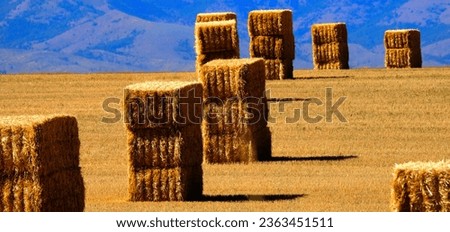 Large haybales hay bales or stacks in golden farm field at harvest with mountains