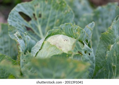 A large head of cabbage in the garden bed, eaten away and damaged by caterpillars. - Shutterstock ID 2051391041