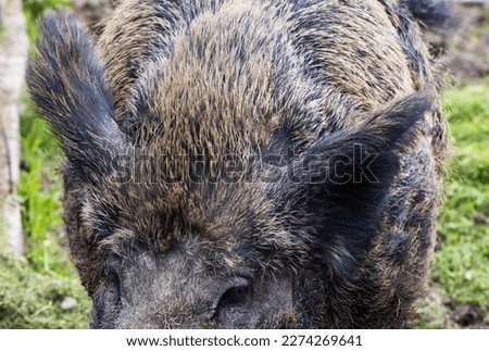 Large head and ears of a wild boar, close-up. Hunting for a wild boar, cloven-footed