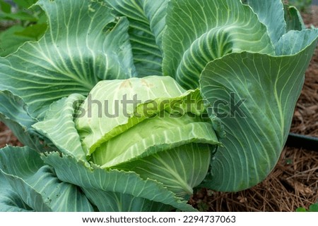 A large head of green cabbage growing in an organic garden. The large vegetable ball is deep green with the sun shining on it. The center is a lighter color green than the large leaves on the outside.