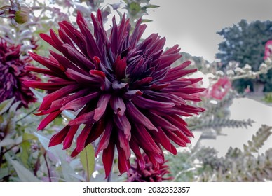 Large Head Of Very Dark Purple Dahlia Black Jack Close-up.