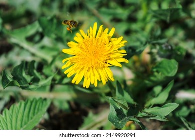 A large head of a young dandelion. Yellow dandelion head in the grass. Dandelion leaves with a flower in the center. The bee flies up to the flower.