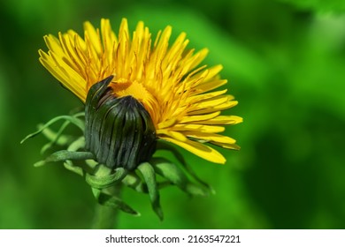 A large head of a young dandelion. Yellow dandelion head in the grass. Dandelion leaves with a flower in the center.