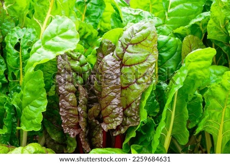 Large healthy pieces of green and red lettuce greens growing in a garden on a farm. It has vibrant green crispy leaves. The sun is shining on the lush fresh vegetable plants in a row with brown dirt.