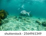 Large, healthy Snapper cruising in the Marine Reserve at Goat Island, just 1 hour north of Auckland City. 