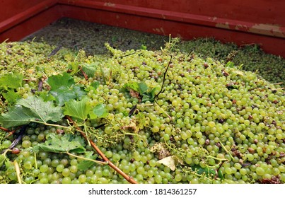 Large Heap Of Chardonnay White Grapes, Picked By A Grape Harvester Machine, Into A Container To Pre Process Food.