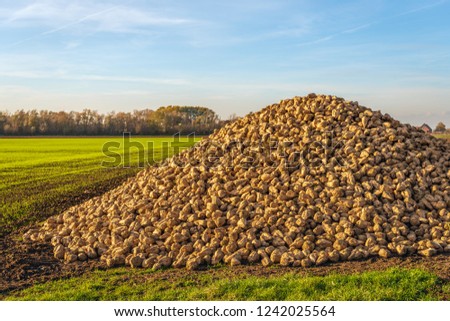 Similar – Foto Bild Zuckerrübenhaufen auf dem Bauernhof.