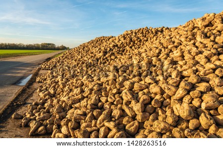 Similar – Foto Bild Zuckerrübenhaufen auf dem Bauernhof.