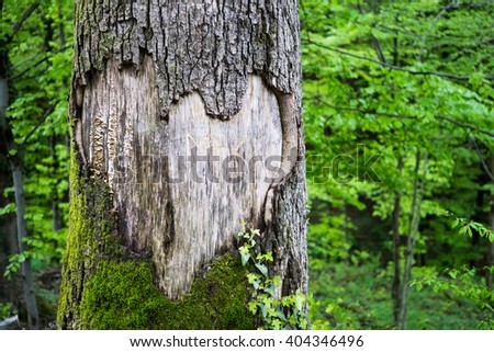 A large heart carved in a tree trunk with vibrant green background. 