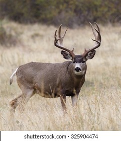 Large, heavy antlered Mule Deer buck stag in prairie grassland habitat
big game deer hunting in the american west