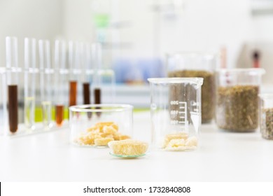 Large Hemp Terpsolate Crystal Are Placed On Watch Glass In Laboratory. Marijuana Seeds, CBD And CBDa Oils Are In Background. Healthcare Pharmacy From Medical Cannabis.