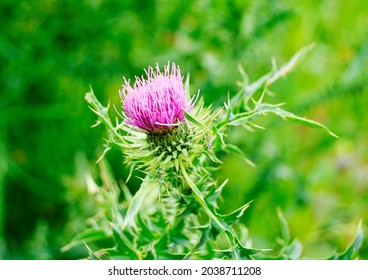 Large herbaceous medicinal plant burdock Arctium. Burdock consist of big green buds, pointy leaves, purple flowers blooming in summer field. Flower burdock arctium used for the treatment of health.