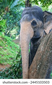 Large herbivorous mammals, Asian elephants, known for intelligence and social behavior.