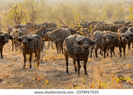 Large herd of African buffaloes (Syncerus caffer), Kruger National Park, South Africa
