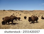 Large herd of American Buffalo, or Bison, grazing in the hills and grasslands of South Dakota, USA.