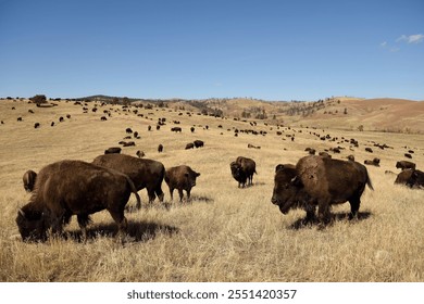 Large herd of American Buffalo, or Bison, grazing in the hills and grasslands of South Dakota, USA. - Powered by Shutterstock