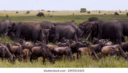 A large herd of animals in a grassy savanna. There are many elephants, some large and some small, and a large group of wildebeest.  - Powered by Shutterstock