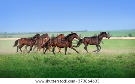 Large herd of beautiful horses galloping across the field in summer. Mustangs against the blue sky