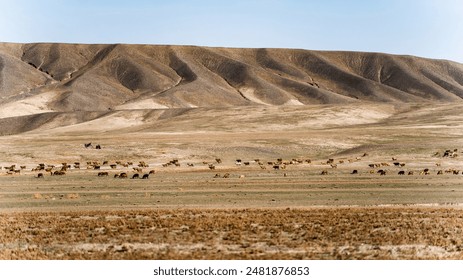 A large herd of brown and black cattle grazing on a vast, arid plain with undulating hills in the background under a clear sky. - Powered by Shutterstock