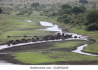 2,450 Buffalo drinking water Images, Stock Photos & Vectors | Shutterstock