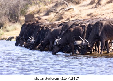 Large Herd Of Cape Buffalo Drinking Water Kruger NP South Africa