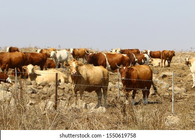 a large herd of cows grazes in a forest glade