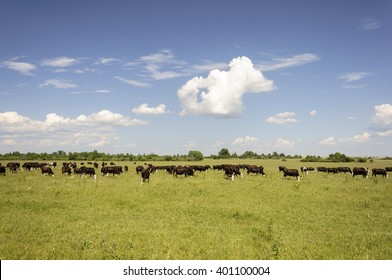 229,743 Cattle grazing Images, Stock Photos & Vectors | Shutterstock