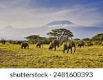 A large herd of elephants pictured against the backdrop of the soaring face of Mount Kilimanjaro at Amboseli National Park, Kenya