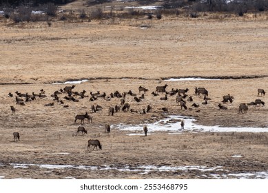 A large herd of elk grazing and resting on an open snowy field - Powered by Shutterstock