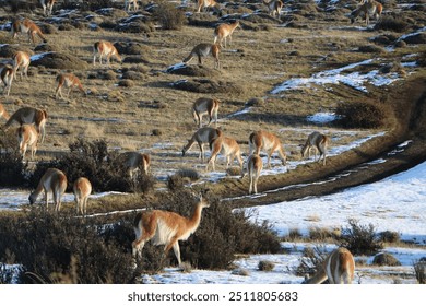 A large herd of guanacos grazing on a snow-dusted, grassy landscape in Patagonia. The group spreads across the rugged terrain, showcasing the natural beauty and wildlife diversity of the region. - Powered by Shutterstock