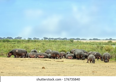 3,401 Hippopotamus herd Images, Stock Photos & Vectors | Shutterstock