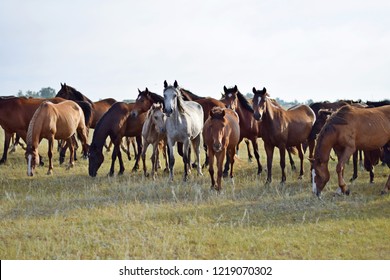 Large Herd Of Horses In Kazakhstan
