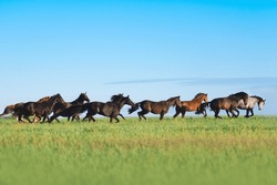 A Large Herd Of Horses Runs Freely On The Fresh Grass In The Pasture. Spring On The Farm